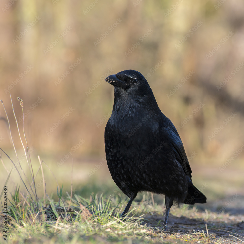 Fototapeta premium Rabenkr√§he (schwarze Morphe der Aaskr√§he) (Corvus corone), steht im Gras, Hessen, Deutschland