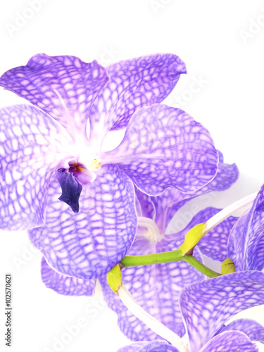 beautiful purple vanda orchid flower close up on white background photo