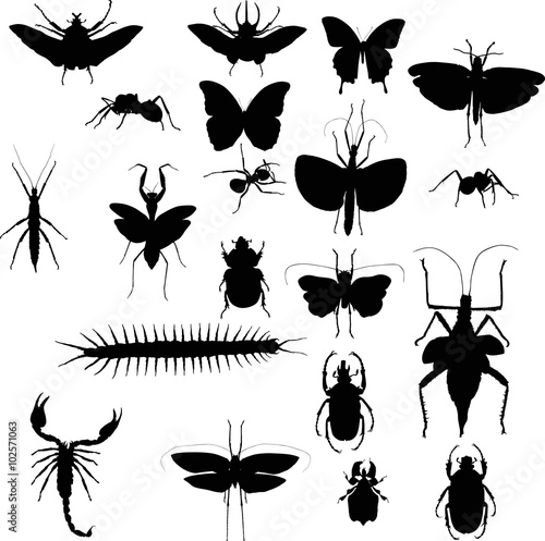 collection with twenty black insects