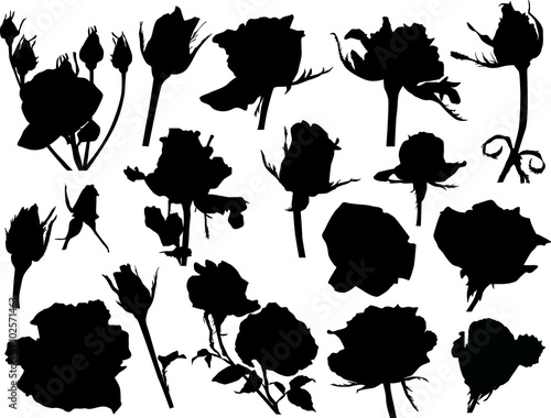 group of black isolated roses