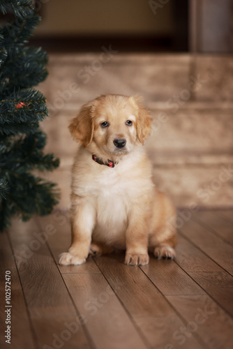 Cute gold hovawart puppy 