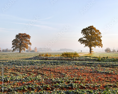 Wallpaper Mural Autumnal cold morning on meadow. Torontodigital.ca