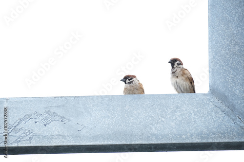 sparrow bird on the right and another are on metal frame (isolat
