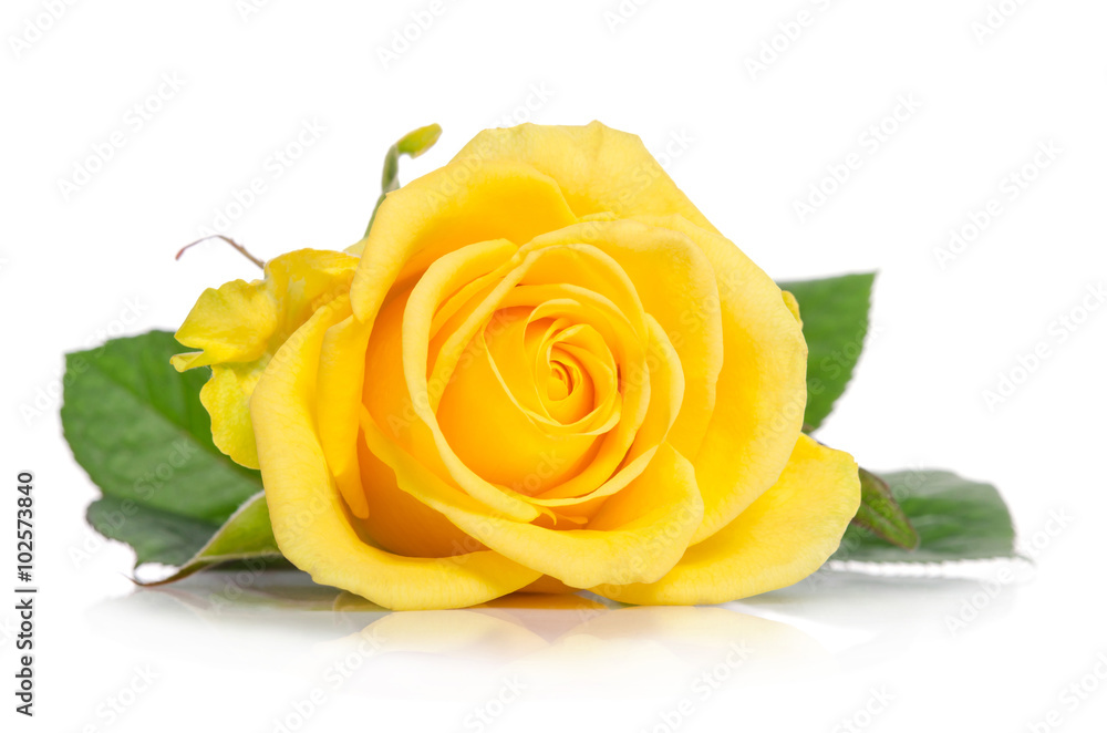 Fototapeta premium Żółta róża na białym tle