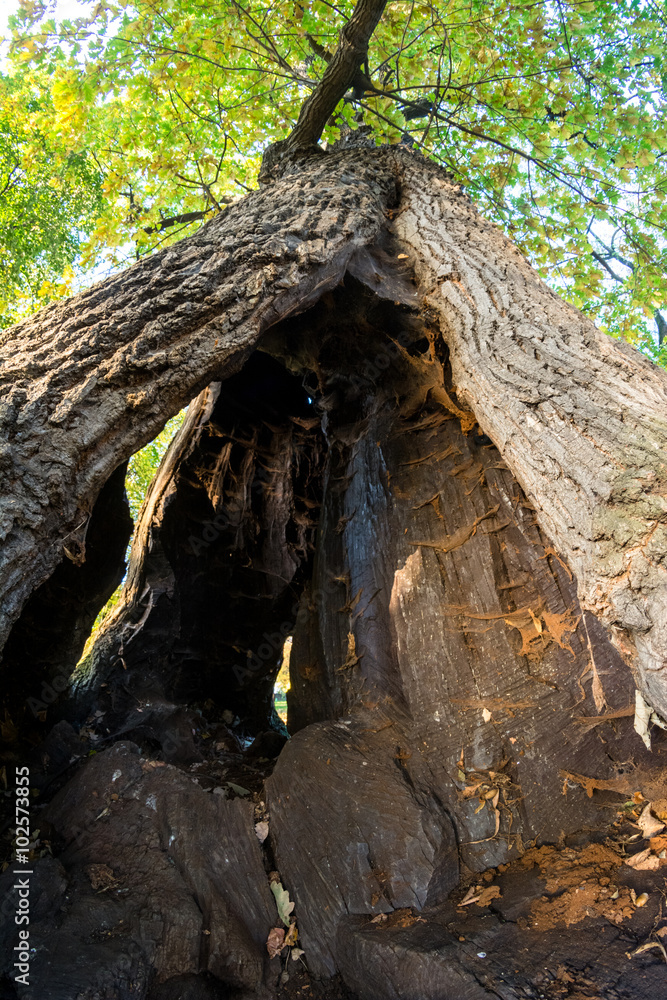 Fototapeta premium spróchniałe, żywe drzewo
