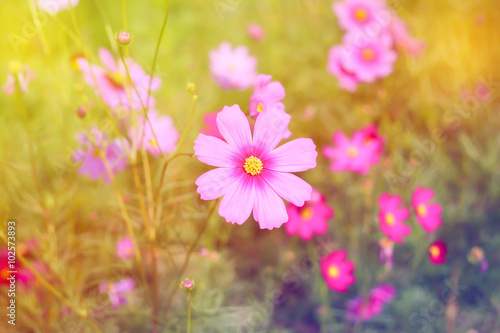 Pink Cosmos flower in field pastel tone