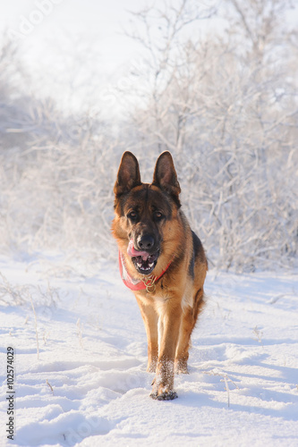 German Shepherd with toy in winter © o_lypa