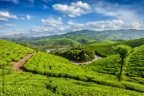 Tea plantations  Munnar  Kerala state  India
