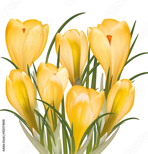 Spring bouquet of yellow crocuses. Vector illustration