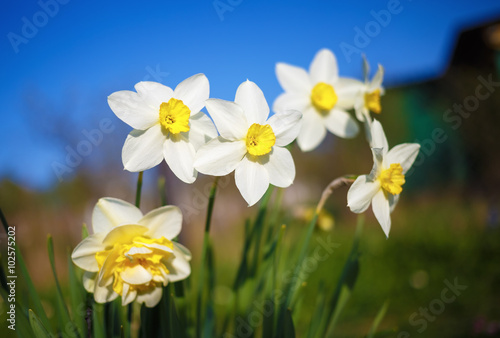 Bright blooming daffodils on the blurred background of green field and blue sky. Flowering narcissus. Spring flowers. Shallow depth of field. Selective focus.
