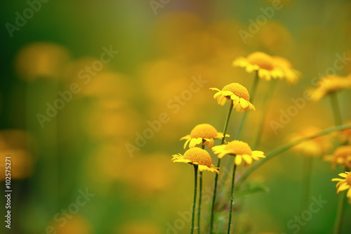 Small yellow spring flowers. Soft focus effect. Shallow depth of field. Selective focus.