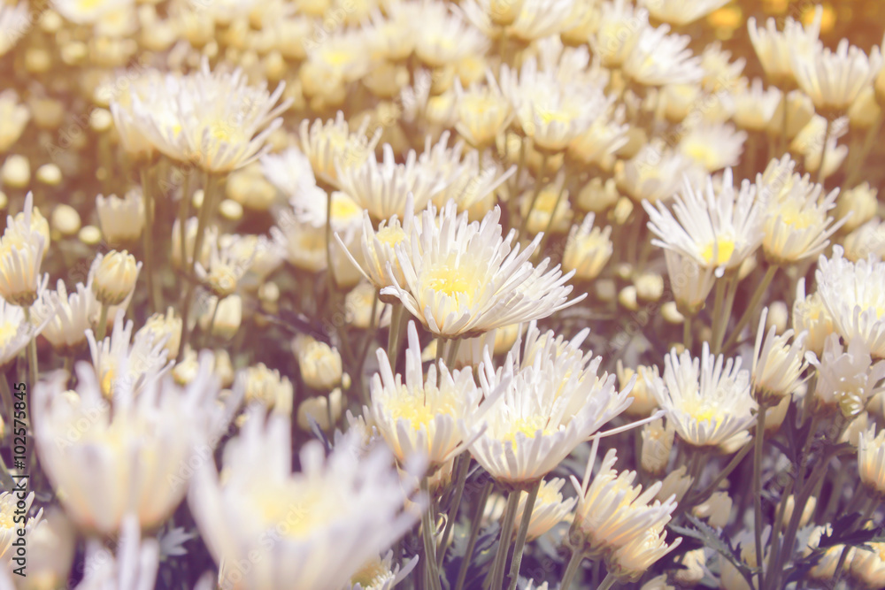White chrysanthemum in garden pastel color tone style White chrysanthemum in garden pastel color tone style
