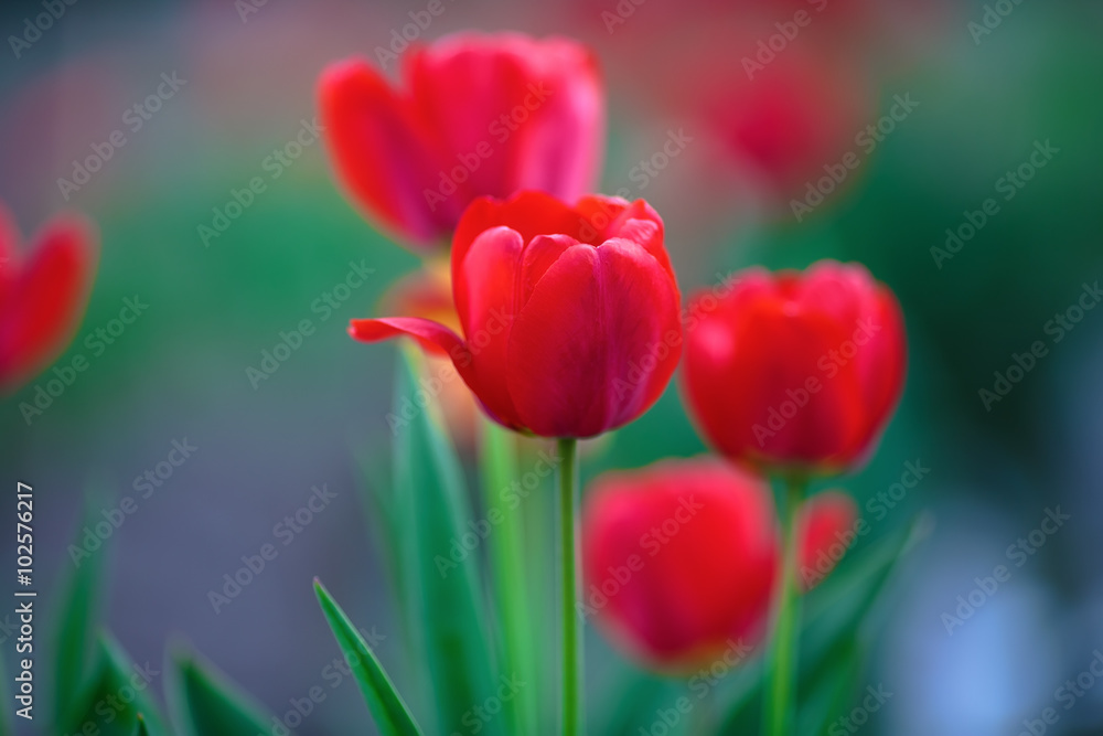Beautiful colorful red tulips in the spring. Soft focus effect. Shallow depth of field. Selective focus.