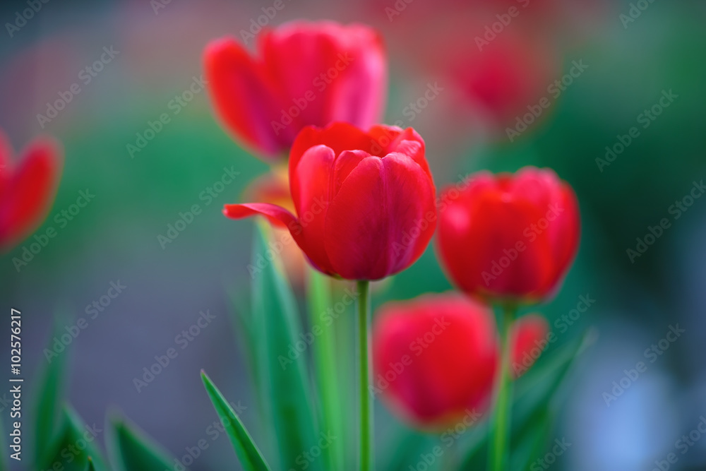 Beautiful colorful red tulips in the spring. Soft focus effect. Shallow depth of field. Selective focus. Beautiful colorful red tulips in the spring. Soft focus effect. Shallow depth of field. Selective focus.
