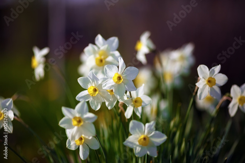 Flowering daffodils at springtime. Blooming narcissus. Spring flowers. Shallow depth of field. Selective focus.