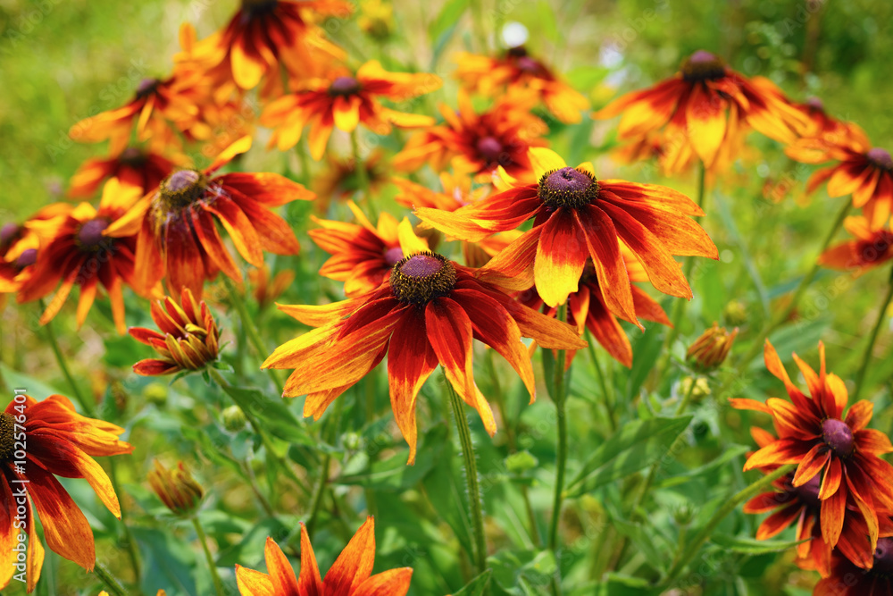 Bright golden yellow flowers of Echinacea in a garden. Sunny summer day. Shallow depth of field. Selective focus. Bright golden yellow flowers of Echinacea in a garden. Sunny summer day. Shallow depth of field. Selective focus.