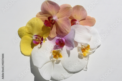 Splendid exotic orchids flower