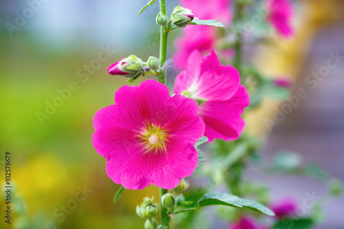 Bright pink hollyhock flower in garden. Mallow flowers. Shallow depth of field. Selective focus. © Veresovich