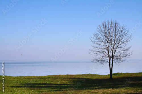 Bare tree in sea with blue clean sky