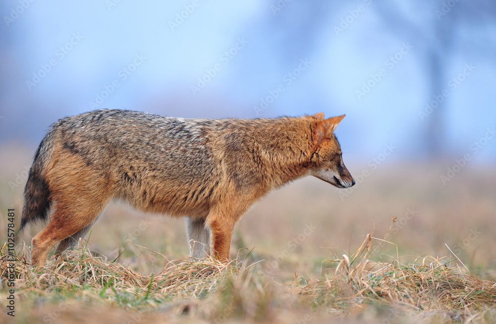 Fototapeta premium Golden jackal