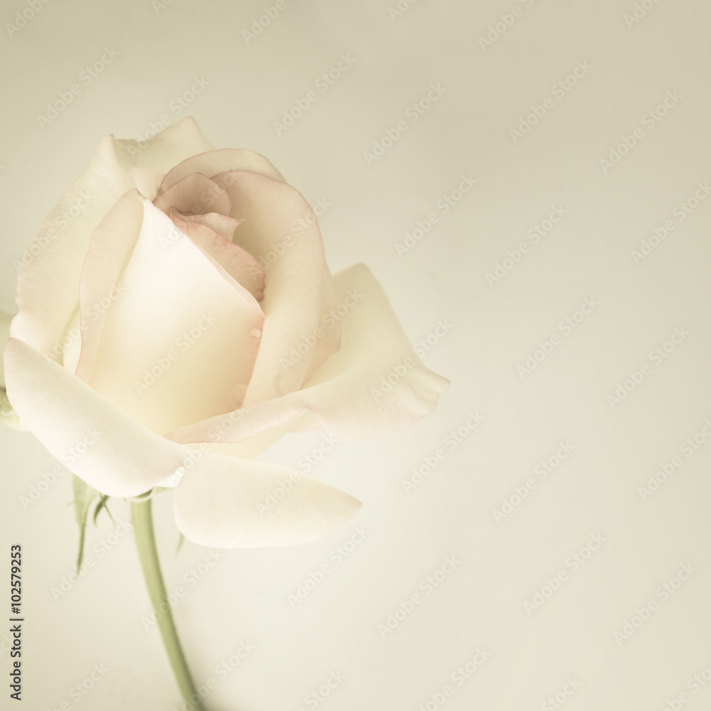 Fototapeta premium sweet roses in soft color and vintage style