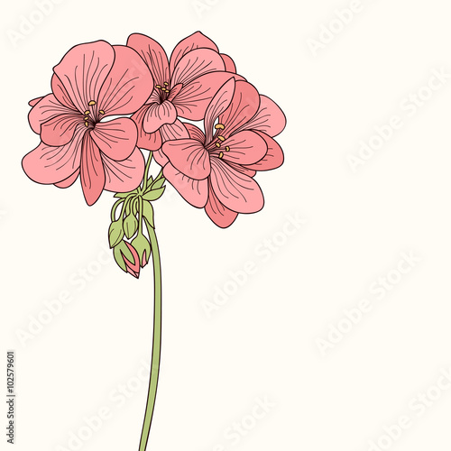 Fototapeta Naklejka Na Ścianę i Meble -  Pink geranium flower drawing