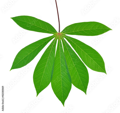 Beautiful Cassava leaf