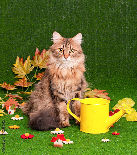 Beautiful adult cat