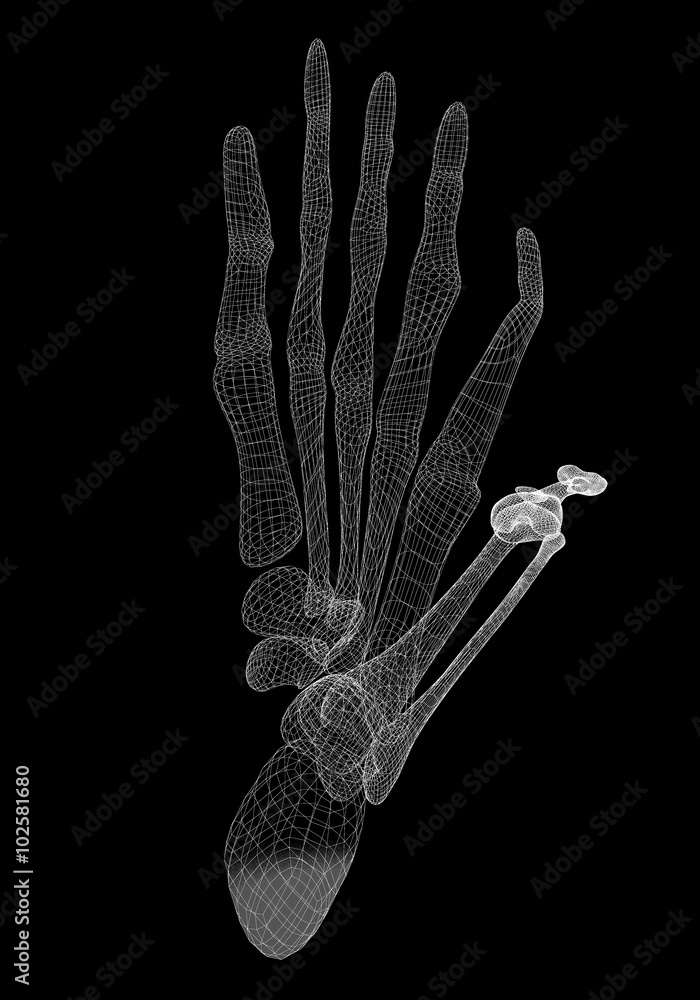 Naklejka premium Human leg skeleton