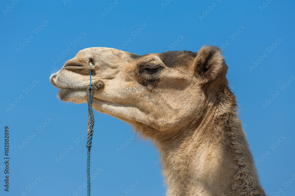 Fototapeta premium Arabian Camel Head Close-Up