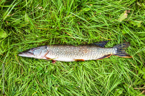 Fisherman trophy. Freshwater fish pike lying on the green grass