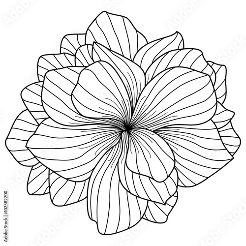  Begonia flower drawing on white background