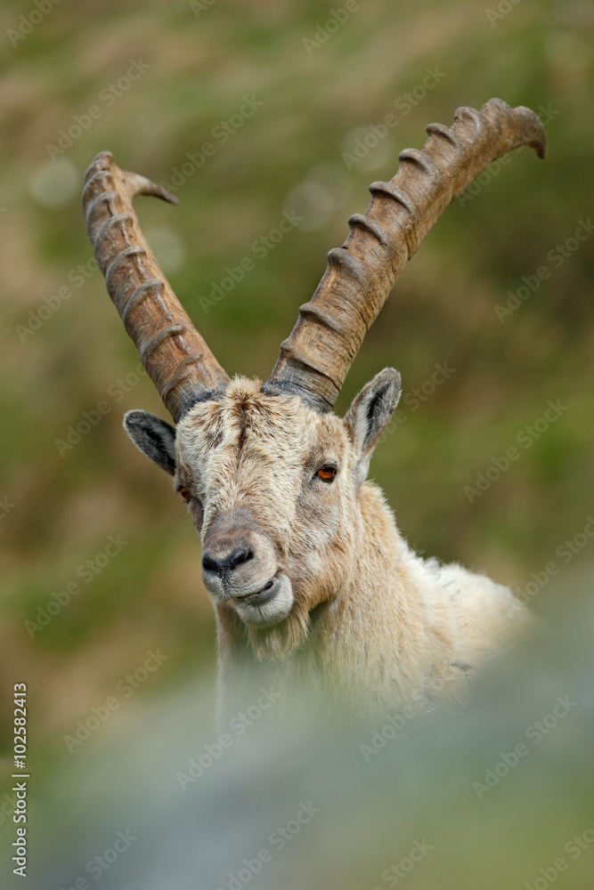 Detail portrait of antler Alpine Ibex, Capra ibex, with rocks in background, National Park Gran Paradiso, Italy