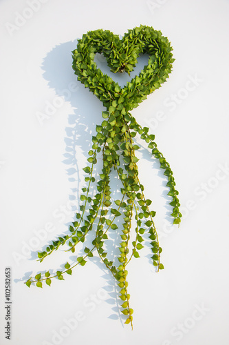 Heart-shaped plant named Million Hearts (Dischidia ruscifolia)