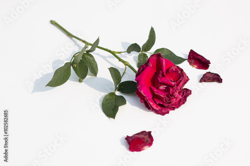 a wither rose