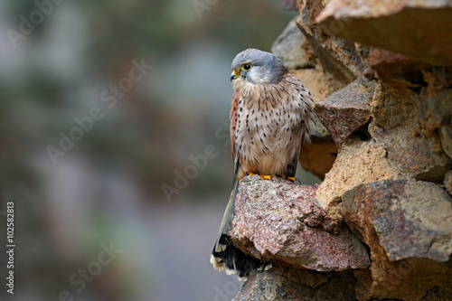 Common Kestrel, Falco tinnunculus, little birds of prey sitting on the stone wall in the old castle, Germany