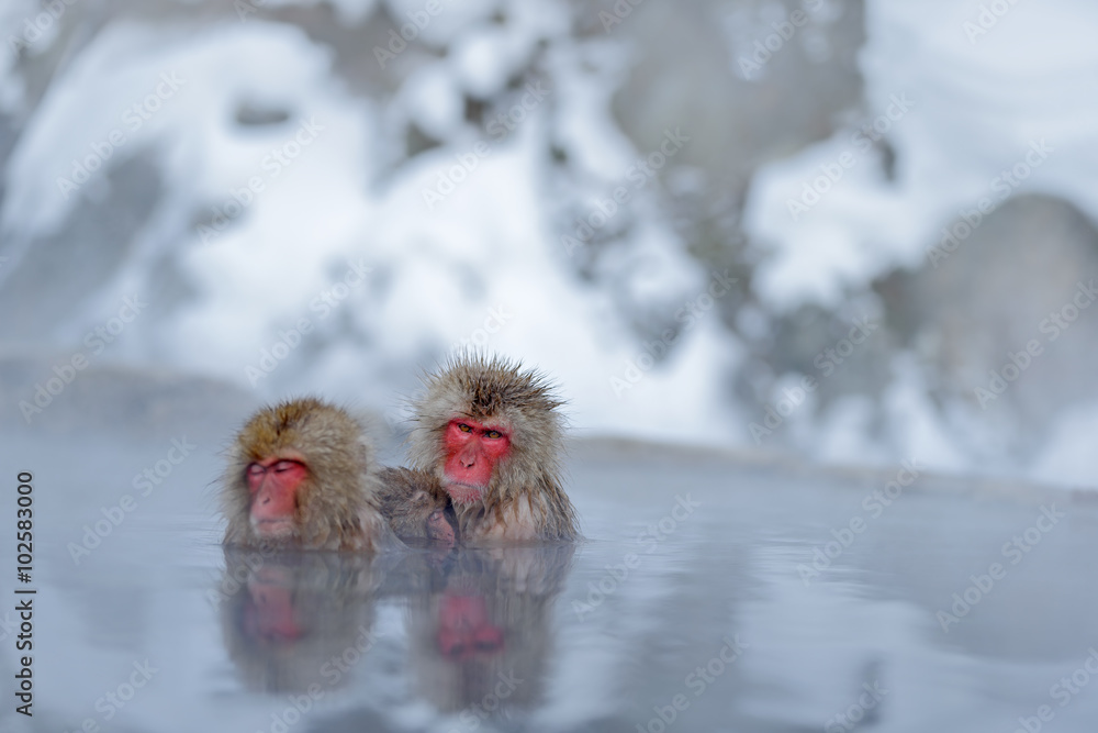 Obraz premium Monkey Japanese macaque, Macaca fuscata, family with baby in the water, red face portrait in the cold water with fog, two animal in the nature habitat, Hokkaido, Japan