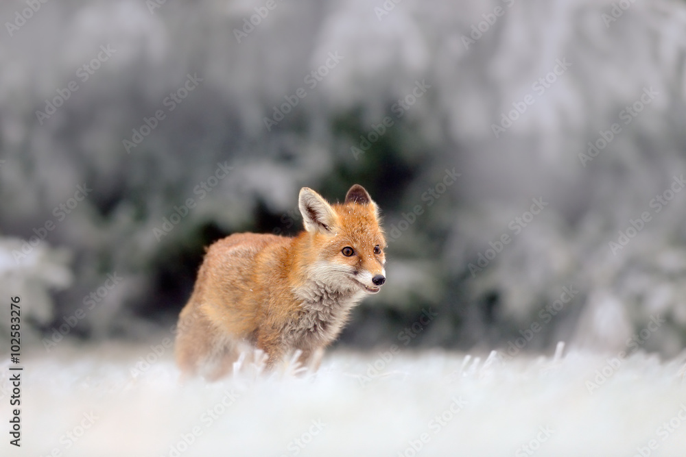 Red Fox in snow winter, in the cold forest