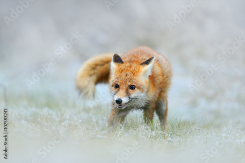 Fototapeta Naklejka Na Ścianę i Meble -  Red Fox in snow winter, hunting animil in the snowy grass, France