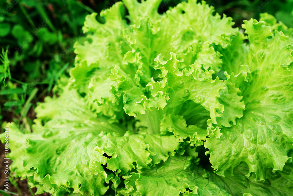 Green lettuce in field Green lettuce in field