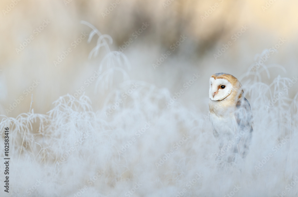 Obraz premium Bird Barn Owl, Tyto alba, sitting on the rime white grass in the winter morning light sun