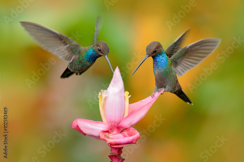 White-tailed Hillstar, Urochroa bougueri, two hummingbirds in flight on the ping flower, green and yellow background, two feeding birds in the nature habitat, Montezuma, Colombia