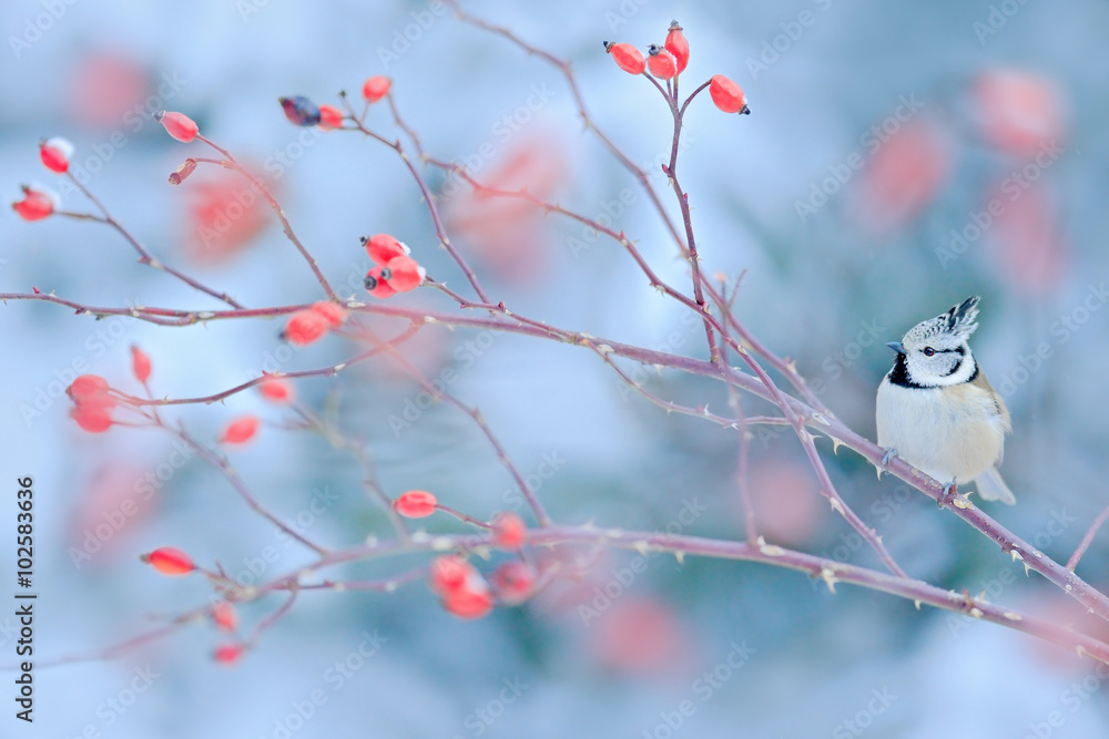Fototapeta premium Cute songbird Crested Tit sitting on brier branch at winter scene - photo with nice blurred red brier and snow forest in the background