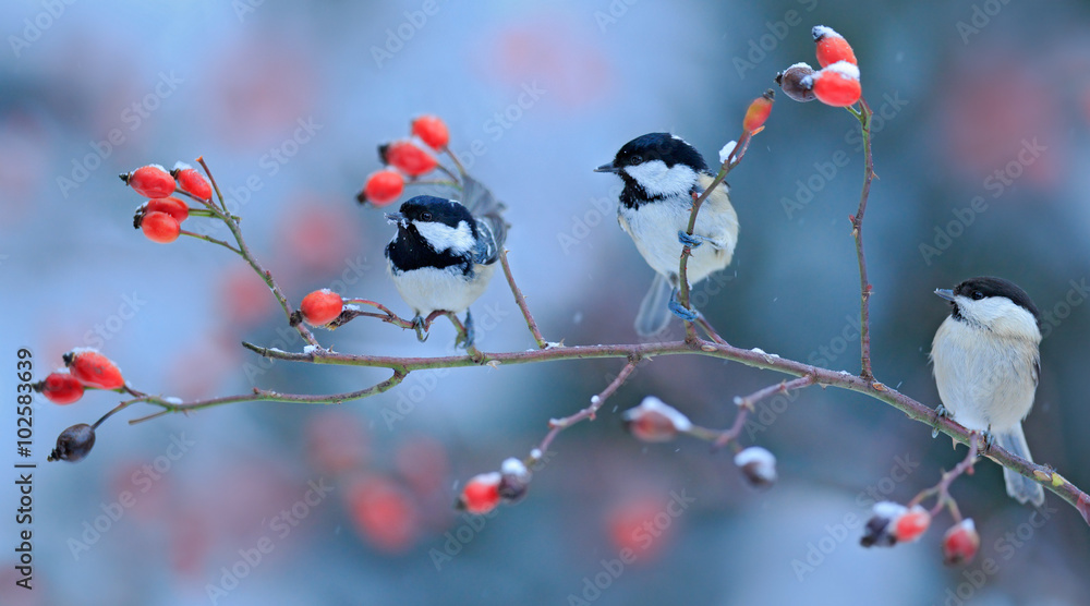Fototapeta premium Three Songbirds, Great Tit and Coal Tit, on snowy wild rose branch