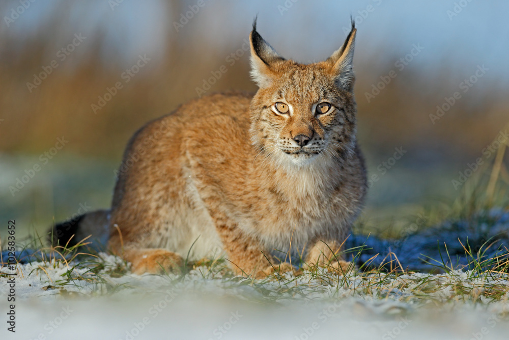 Fototapeta premium Portrait of cat Eurasian Lynx on snow in winter
