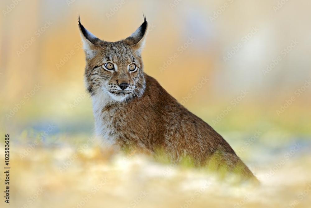 Obraz premium Eurasian Lynx, wild cat on snow meadow in winter