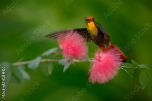  Colorful Ruby-Topaz Hummingbird from Tobago flying next to beautiful pink flower © ondrejprosicky