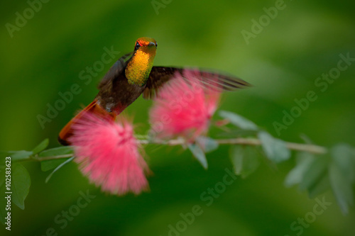 Billede på lærred Beautiful Ruby-Topaz Hummingbird from Tobago flying next to beautiful pink flowe