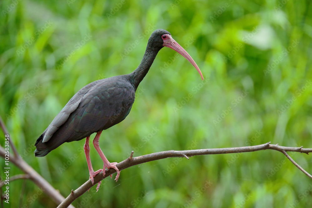Naklejka premium Whispering Ibis, Phimosus infuscatus, dark bird sitting on the branch in nature habitat, Santuario de Fauna y Flora Otún Quimbaya, Colombia