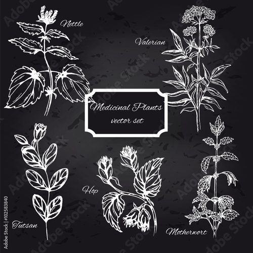Set of medicinal plants on blackboard. Nettle, valerian, mother wort, tutsan, hop vector isolated. Hand drawn healing herbs. Hand drawn illustration for decoration, image, design, wrapping EPS10
